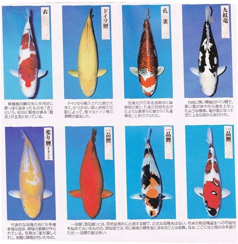 鯉魚品種|国際錦鯉普及センター／錦鯉の品種と系統